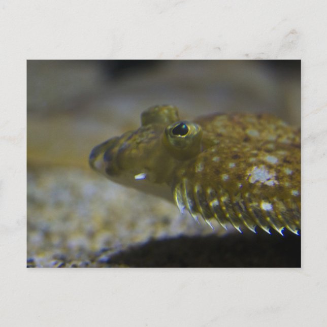 Cartão Postal Lata (Frente)