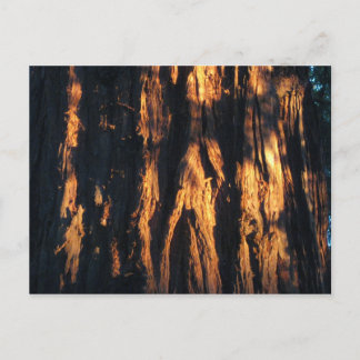 Cartão Postal "Latido de Sequoia! "