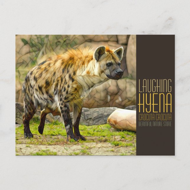 Cartão Postal Laughing hyena [Postcard] (Frente)