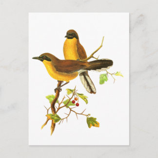 Cartão Postal Laughingthrush de garganta amarela