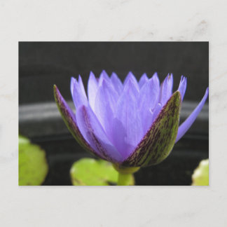 Cartão Postal Laura Frase