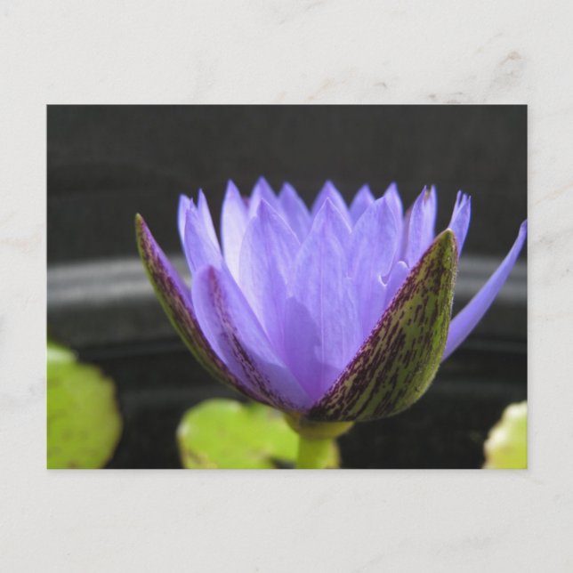 Cartão Postal Laura Frase (Frente)