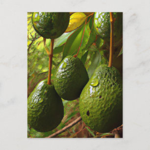 Cartão Postal Laurales