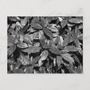 Cartão Postal Laurel, Aucuba Japonica - (B&W)