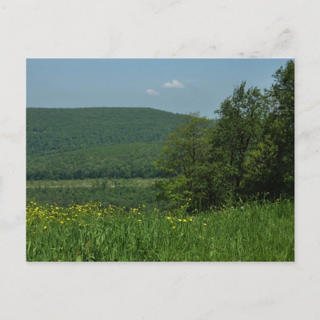 Cartão Postal Laurel Highlands Pennsylvania Summer Photoics (Frente)