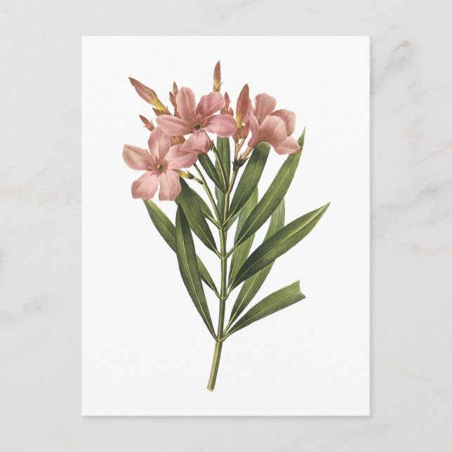 Cartão Postal laurier rosa (Nerium sp.) por Redouté (Frente)