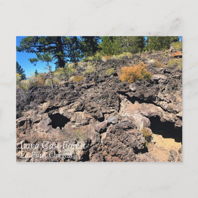 Cartão Postal Lava Cast Forest, Oregon (Frente)