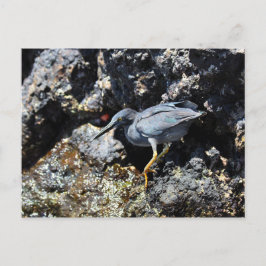 Cartão Postal Lava Heron, Ilhas Galápagos