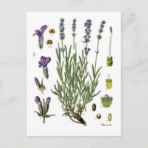 Cartão Postal Lavanda