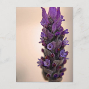 Cartão Postal Lavanda