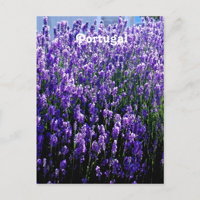 Cartão Postal Lavanda (Frente)