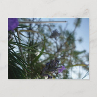 Cartão Postal lavanda