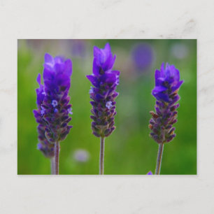 Cartão Postal lavanda