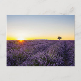 Cartão Postal Lavanda