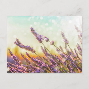 Cartão Postal Lavanda