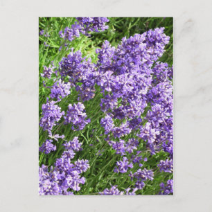 Cartão Postal Lavanda