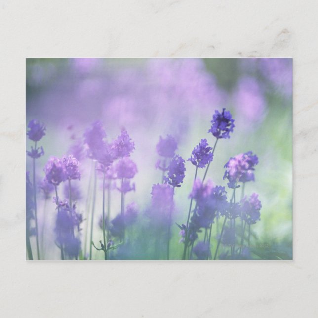 CARTÃO POSTAL LAVANDA 2 (Frente)