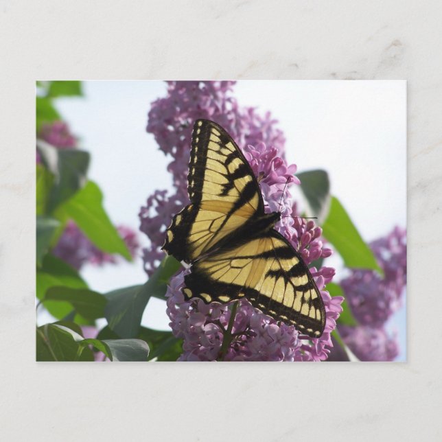 Cartão Postal Lavanda à tarde (Frente)