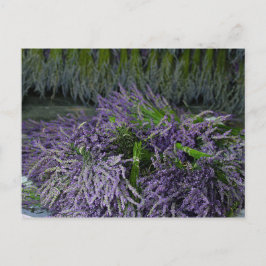 Cartão Postal Lavanda Bunches