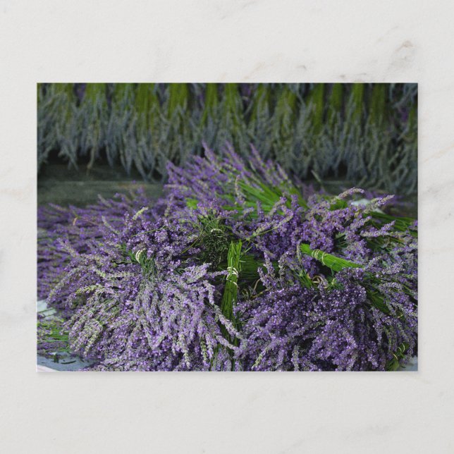 Cartão Postal Lavanda Bunches (Frente)