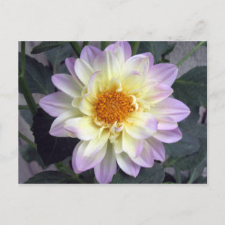 Cartão Postal Lavanda Creme Dahlia