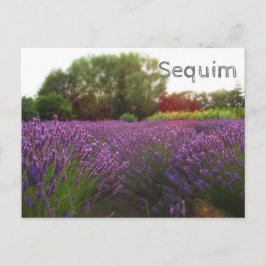 Cartão Postal Lavanda Fields Sequim