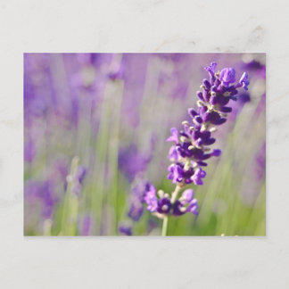 Cartão Postal Lavanda | Lavendel