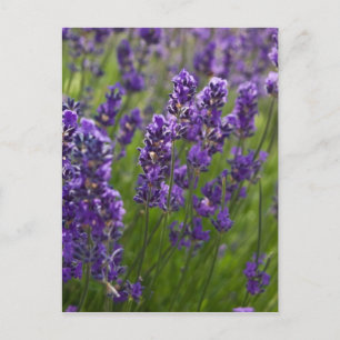 Cartão Postal Lavanda Lavendel