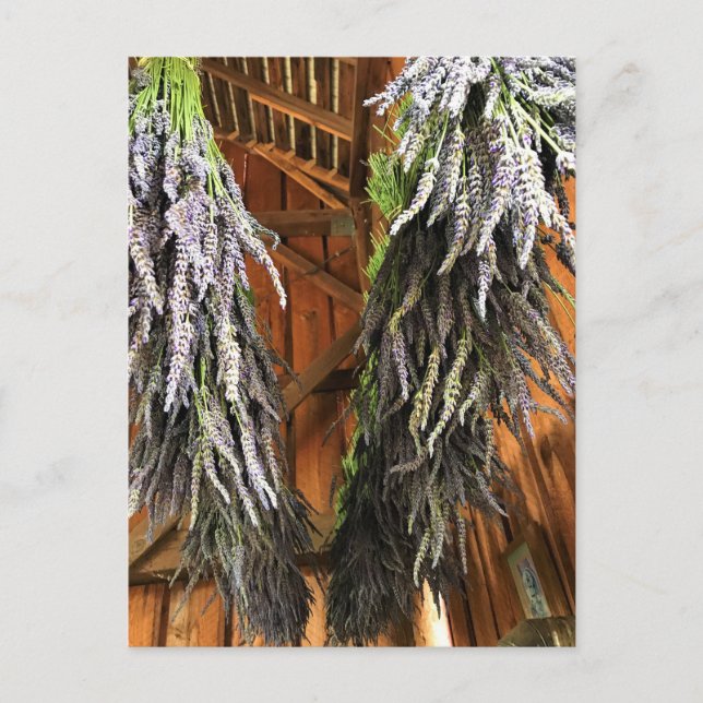 Cartão Postal Lavanda pendurada em um celeiro (Frente)