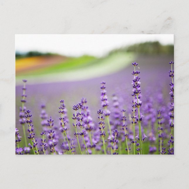 CARTÃO POSTAL LAVANDA VI (Frente)