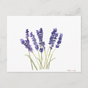 Cartão Postal Lavandas flores lavanda francesa