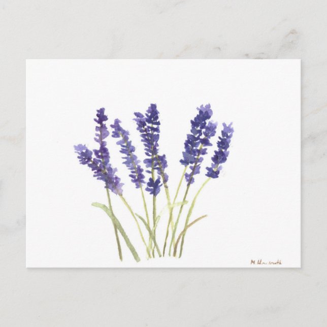 Cartão Postal Lavandas flores lavanda francesa (Frente)