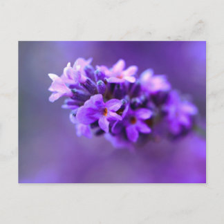 Cartão Postal Lavendar