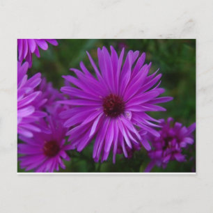 Cartão Postal Lavendar Aster