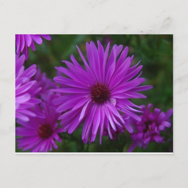 Cartão Postal Lavendar Aster (Frente)