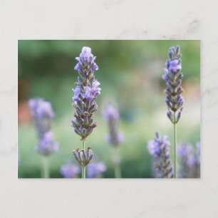 Cartão Postal Lavendel