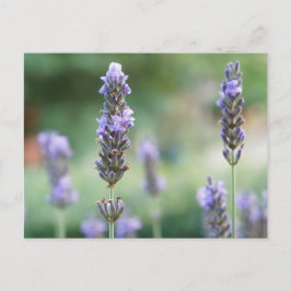Cartão Postal Lavendel