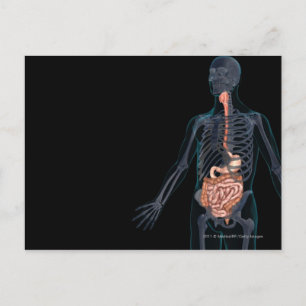 Cartão Postal Layout of the human digestive system
