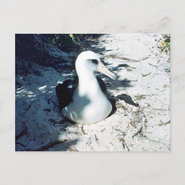 Cartão Postal Laysan Albatross (Frente)