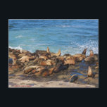 Cartão Postal Lazing On A Sunny Afternoon<br><div class="desc">Sea Lions; La Jolla Cove,  California</div>