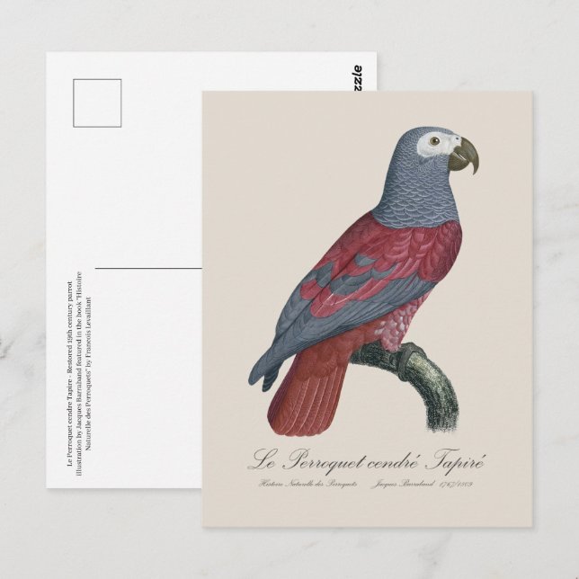 Cartão Postal Le Perroquet cendre Tapire (Frente/Verso)