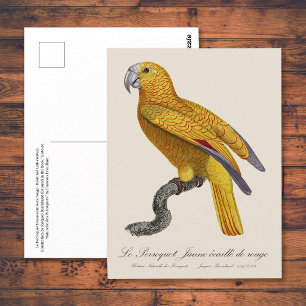 Cartão Postal Le Perroquet Jaune ecaille de rouge