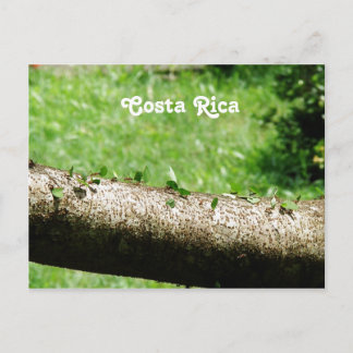 Cartão Postal Leaf Cutter Ants na Costa Rica