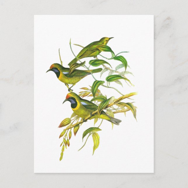 Cartão Postal Leafbird de primeira linha (Frente)
