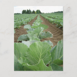 Cartão Postal Leafy Greens, Agricultura
