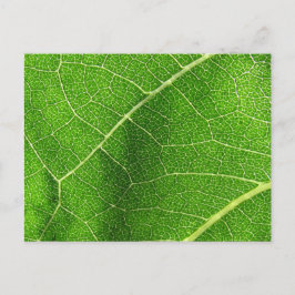 Cartão Postal Leafy Labyrinth
