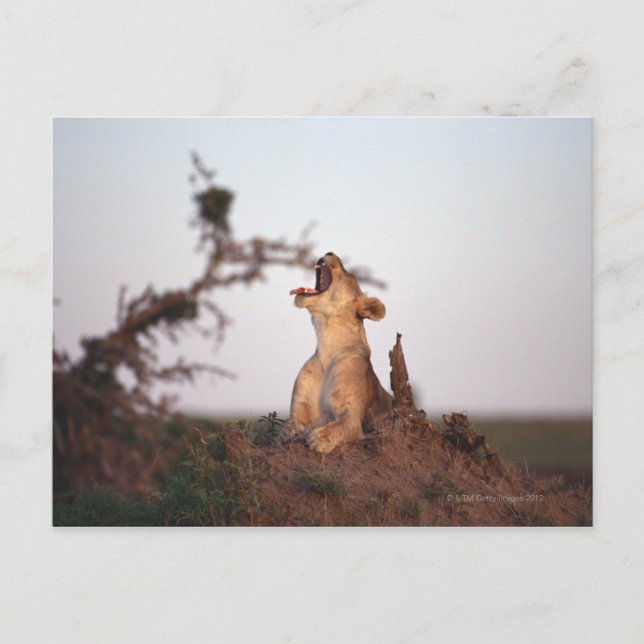 Cartão Postal Leão 7 (Frente)