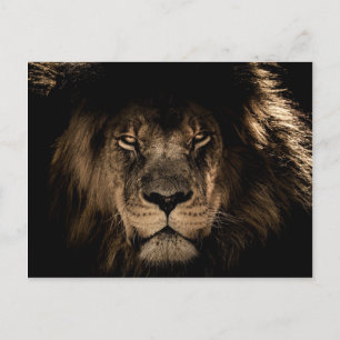 Cartão Postal Leão Africano Escuro Vida Selvagem Animal Selvagem