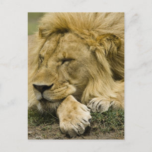 Cartão Postal Leão Africano, Panthera leo, deitado dormindo