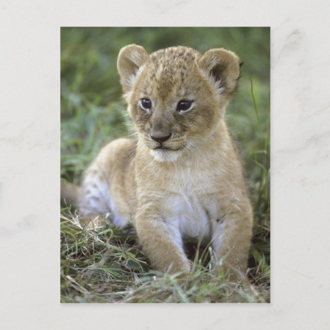 Cartão Postal Leão africano, Panthera leo), Tanzânia, (Frente)